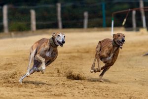 Two Greyhounds racing each other on a dirt track.
