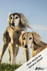 Two Saluki breed dogs on grass.