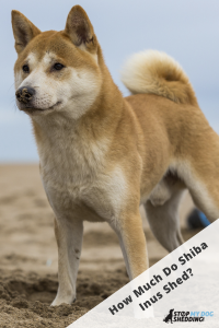 A Shiba Inu dog standing on the sand of the beach while paying attention at something