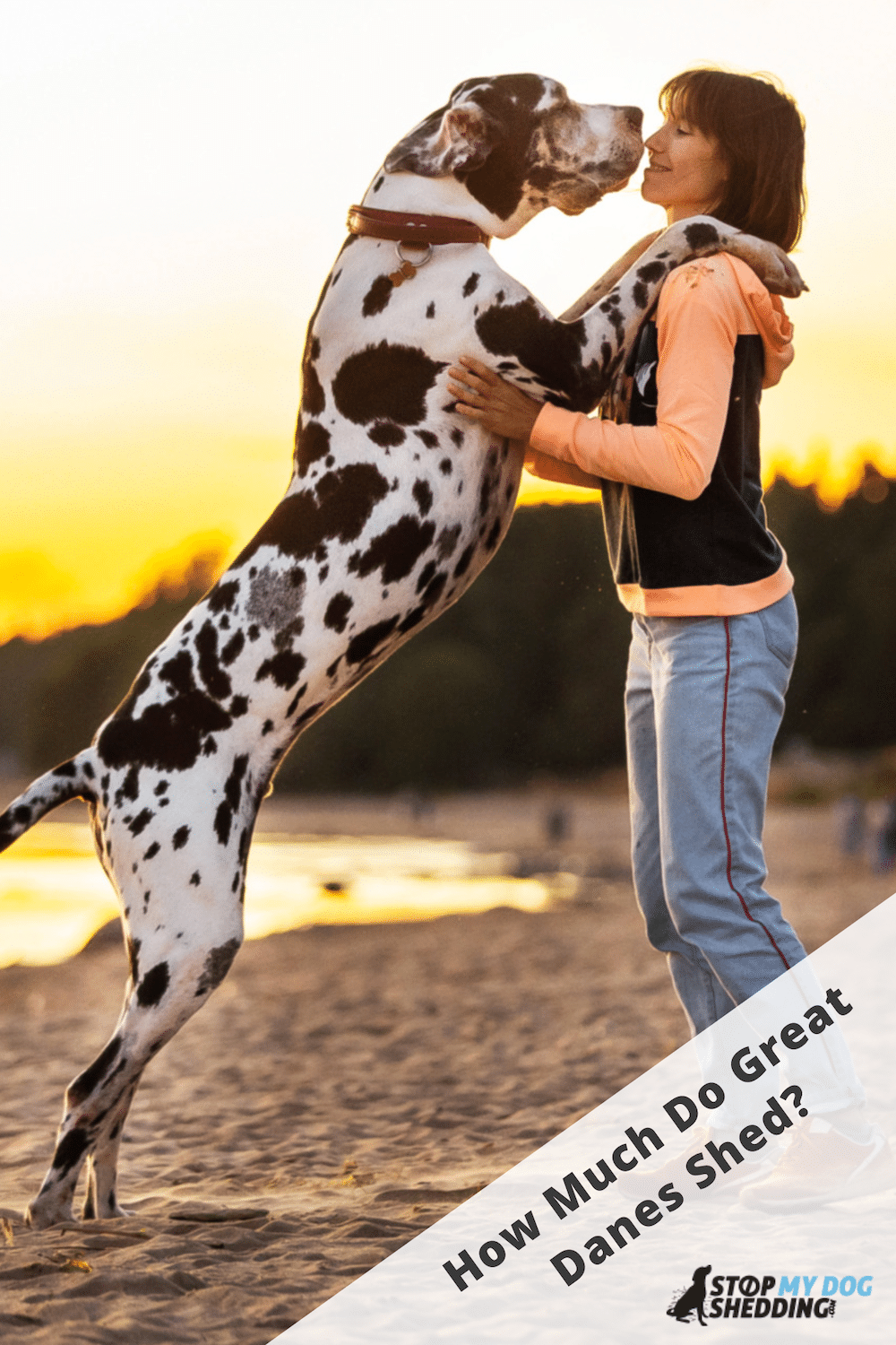 Do Great Danes Shed Much? (All You Need to Know)