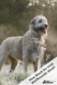 White Irish Wolfhound standing tall in a field with trees in the background.
