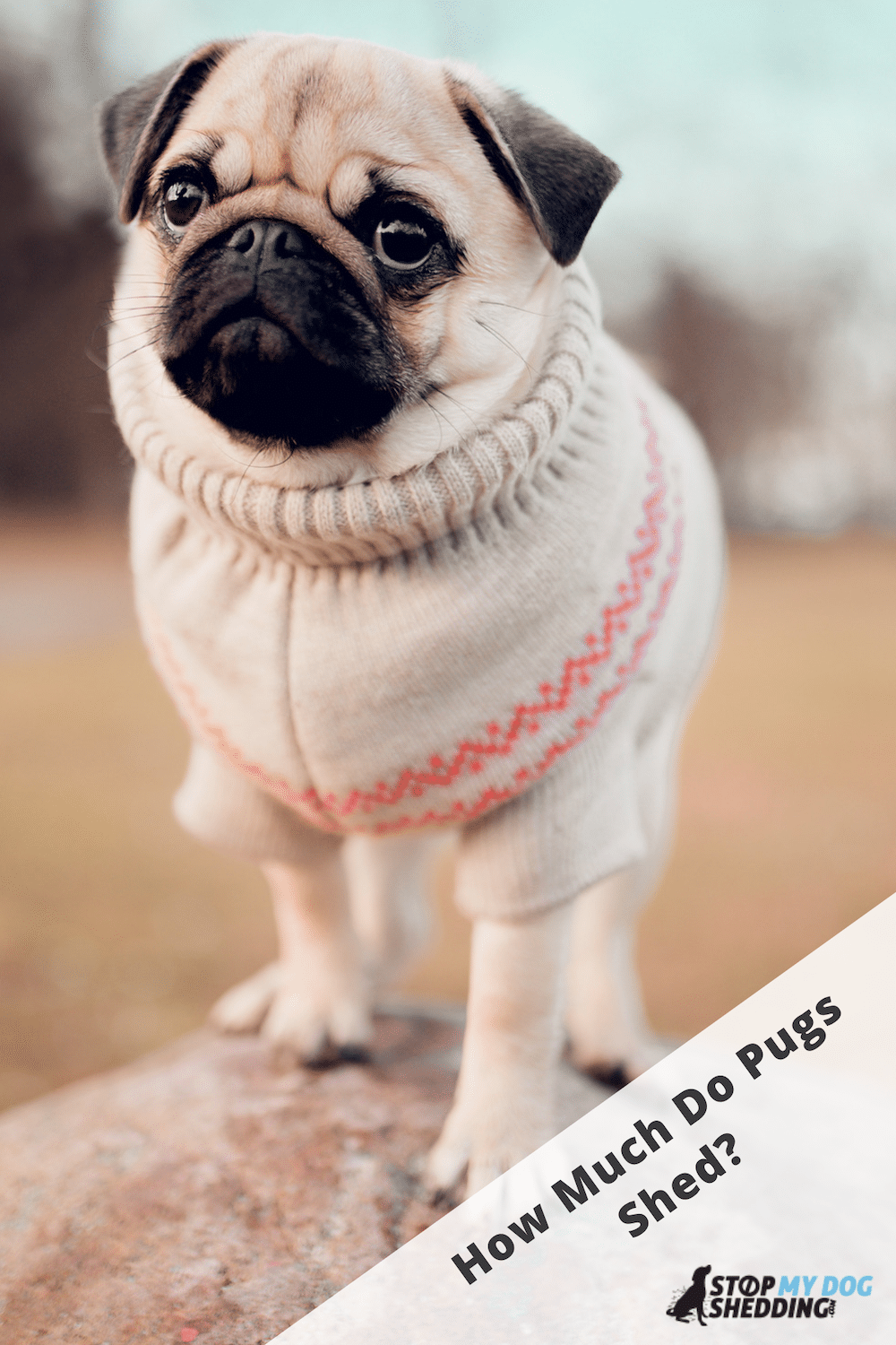 Do Pugs Shed Much? (Helpful Guide to Pug Shedding)