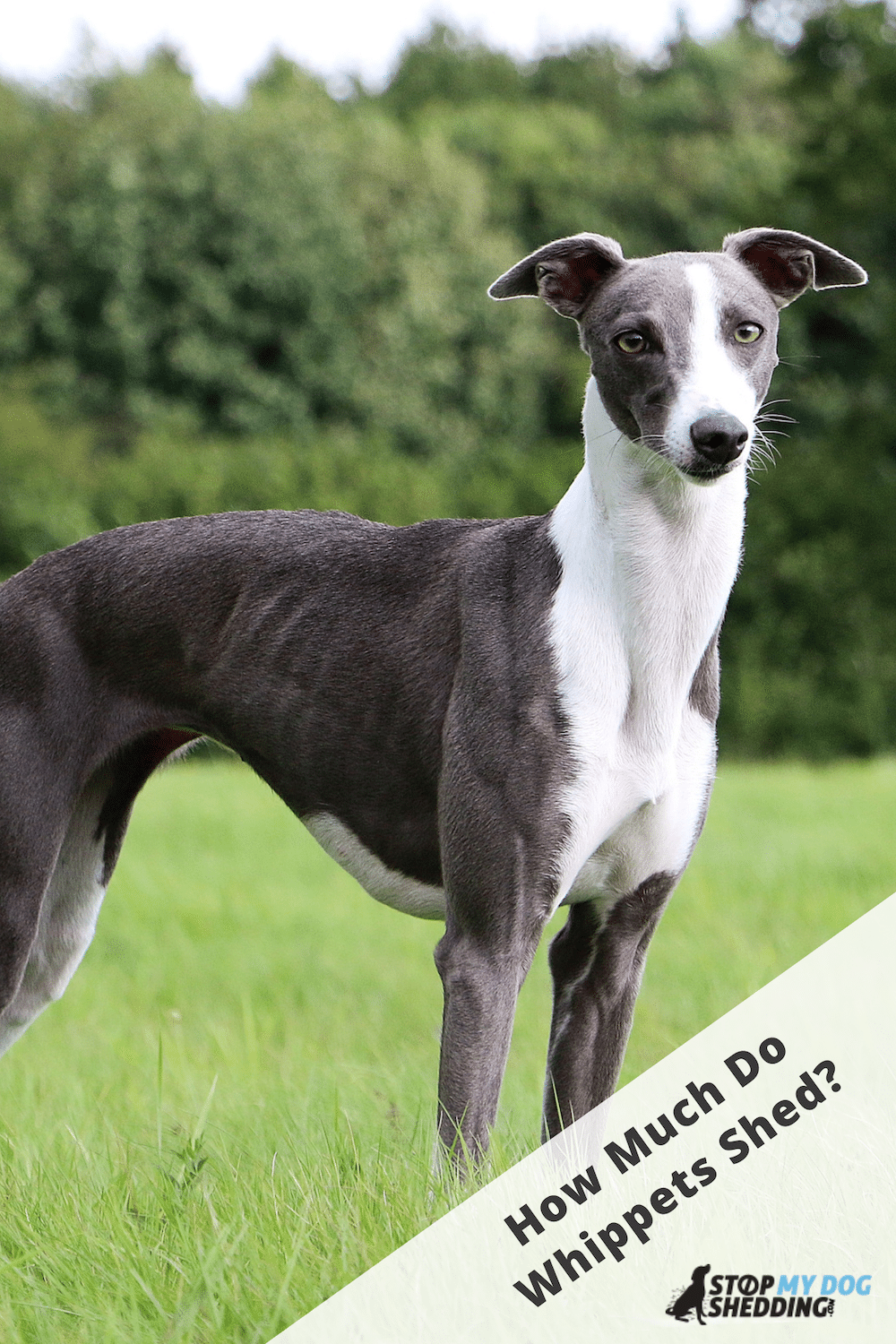 Do Whippets Shed? (All About Whippet Shedding)