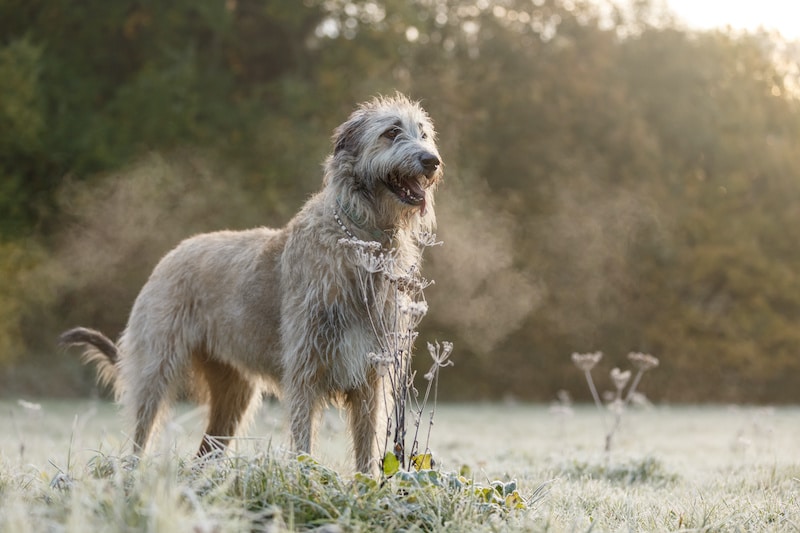White Irish Wolfhound standing tall in a field with trees in the background.