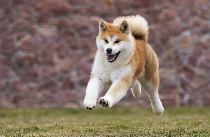 Active Japanese Akita dog runs and jumps in the air.