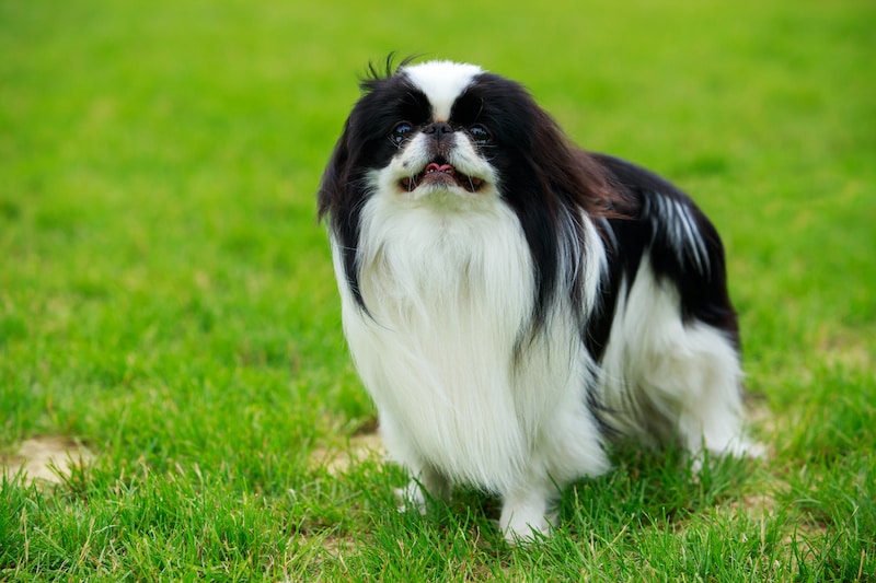 Japanese Chin dog portrait in green grass
