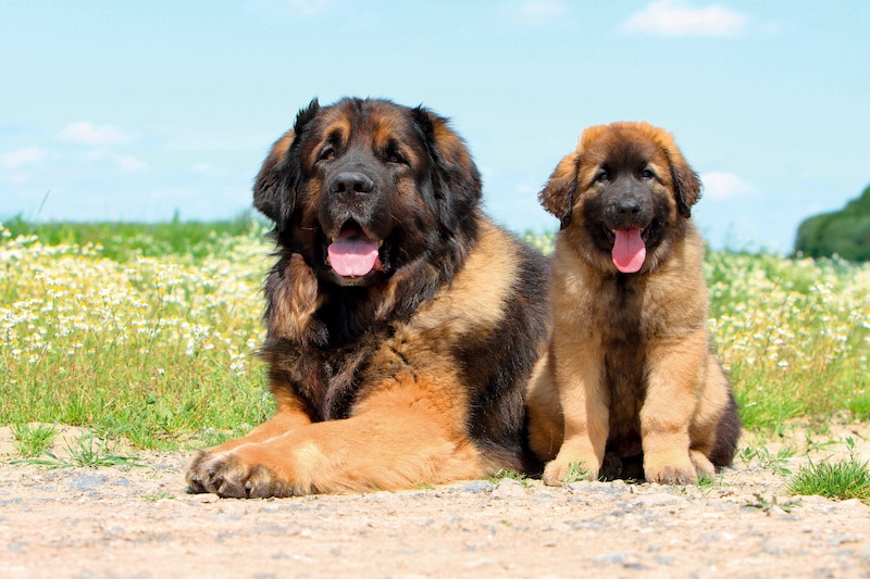 Happy adult Leonberger laying with puppy Leo in field