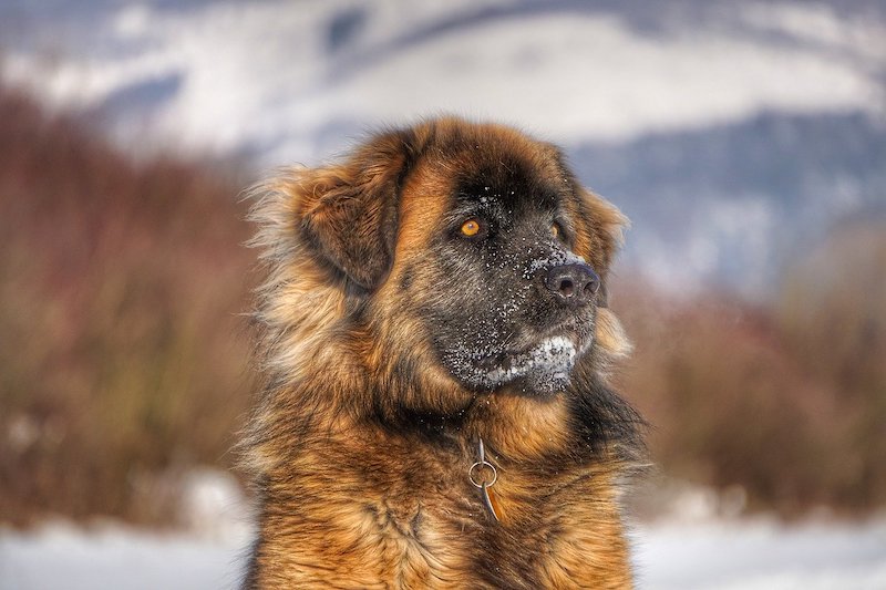 Brown Leonberger in snow surrounded by trees and mountains.