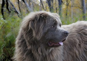 Newfie Dog with brown coat