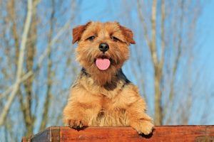 Portrait of Typical Norfolk Terrier dog outdoors.