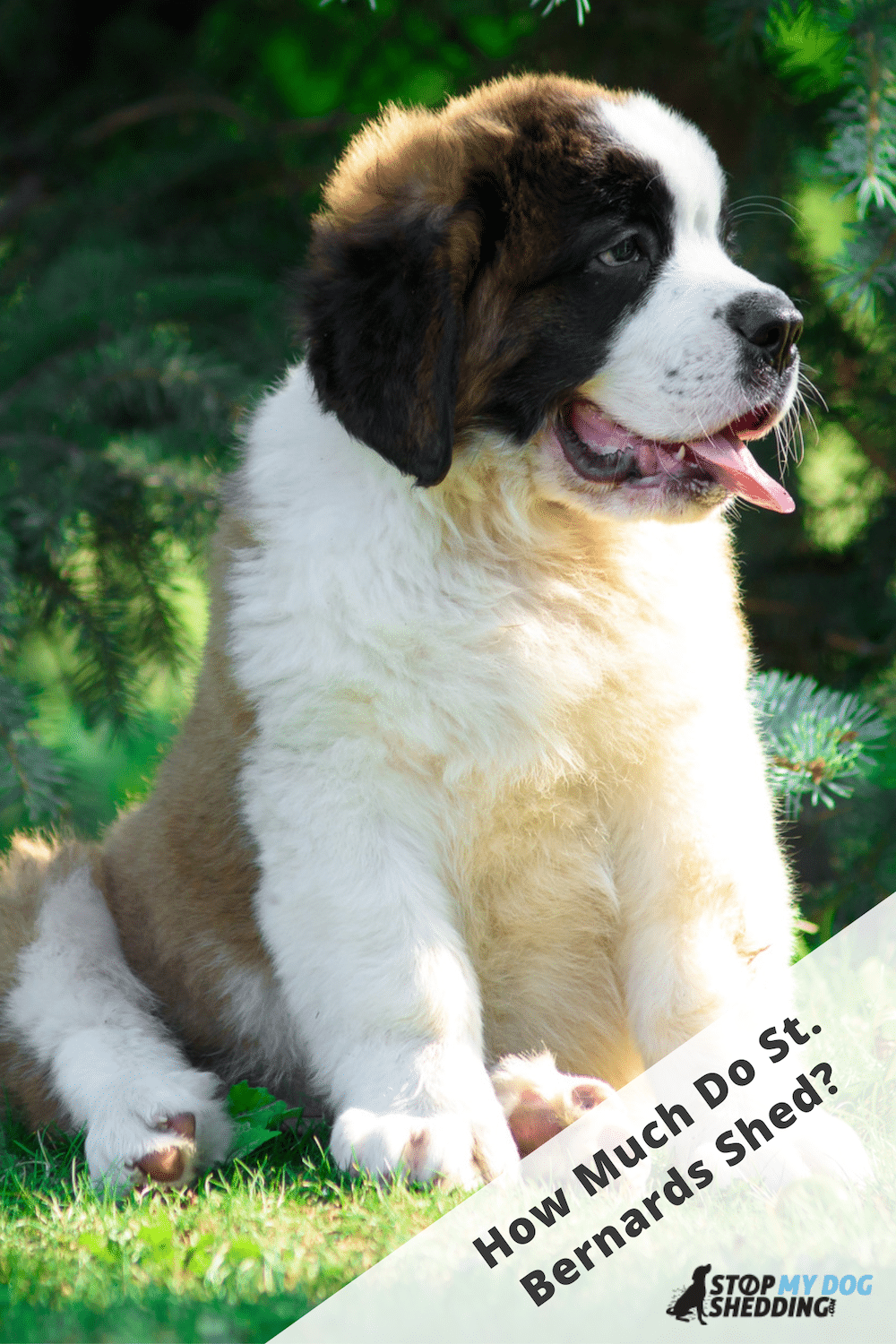 Do Saint Bernards Shed? (All You Need to Know)