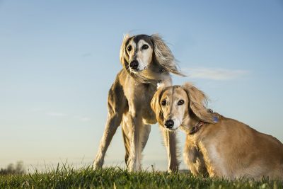 Two Saluki breed dogs on grass, one is standing while the other is sitting.