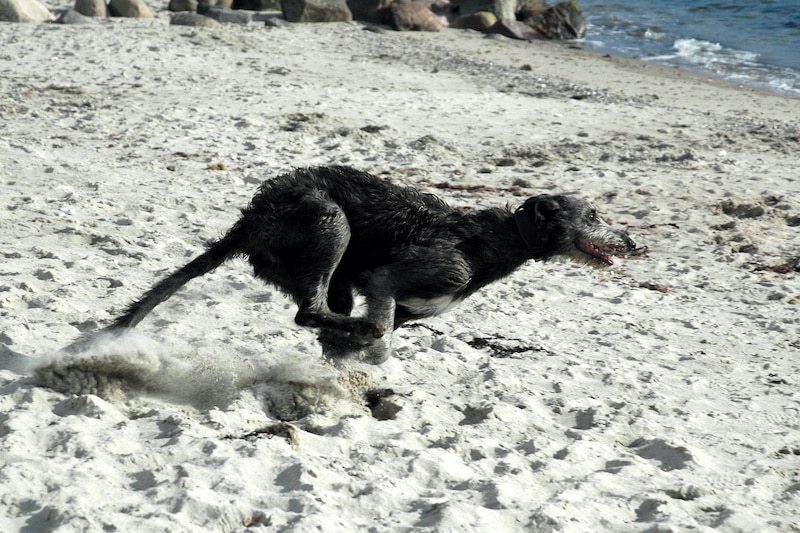 Scottish Deerhound runs on a beach.