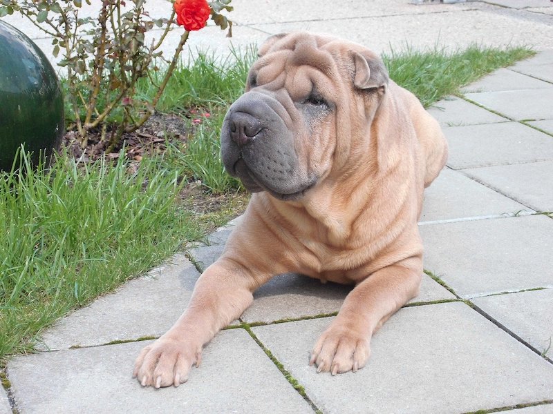 Shar Pei sitting on ground looking ahead at something in front of it.