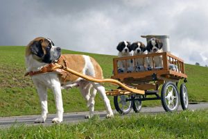 St. Bernhard female pulling wagon with three puppies.