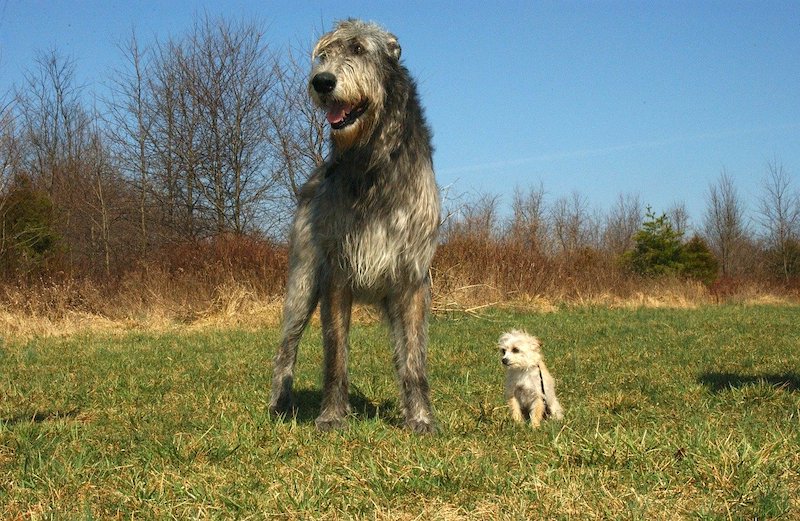 Small Dog standing next to large Wolfhound on grass