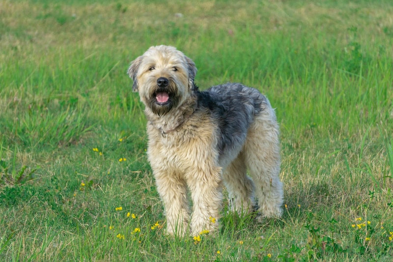 Soft-coated Wheaten Terrier standing and looking directly at camera in green grass with yellow flowers meadow.