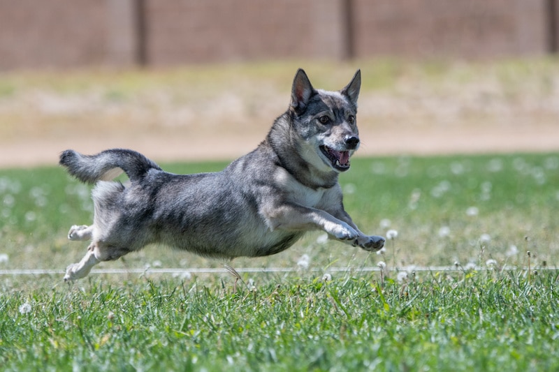 Swedish Vallhund dog breed with no feet on the ground chasing a lure in a race.