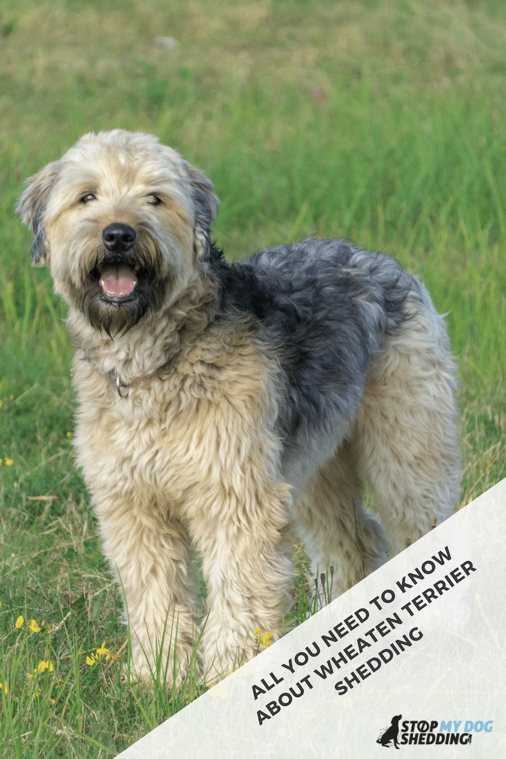 Do Soft Coated Wheaten Terriers Shed?