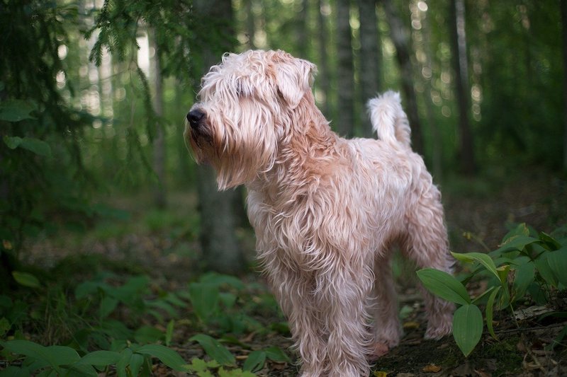 Wheaten dog breed standing in forest