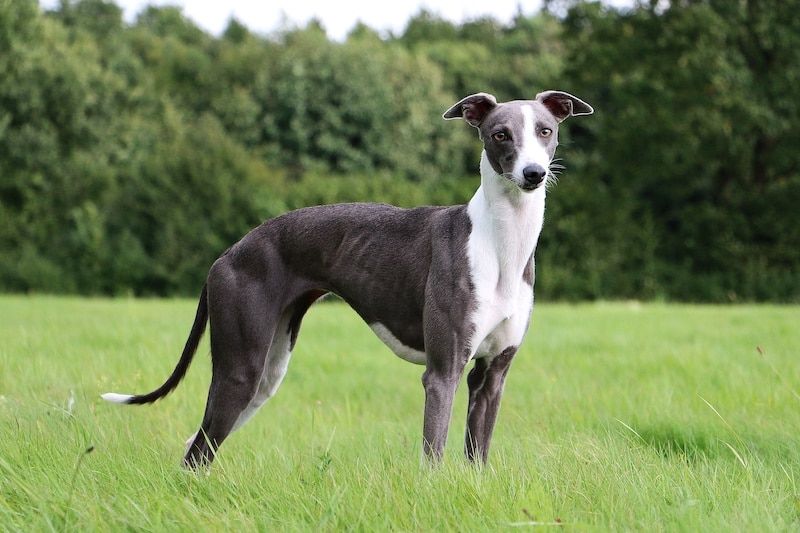 Whippet standing in park surrounded by green grass and trees.