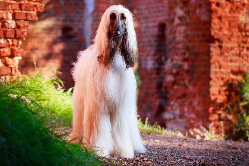 White Afghan Hound dog standing outside next to brick archway.