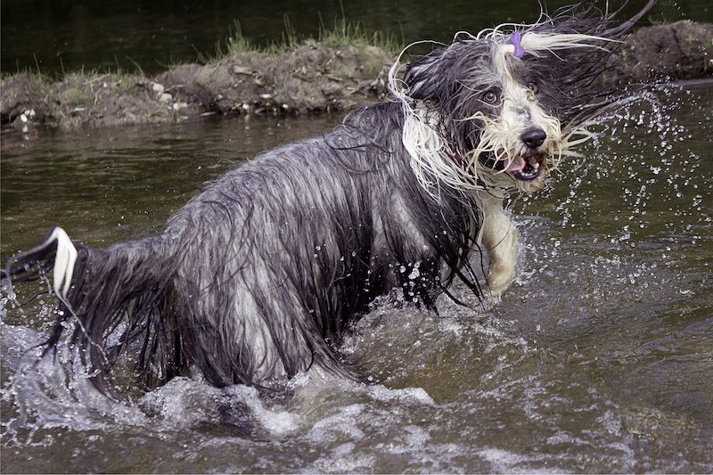 Bearded Collie playing in water.