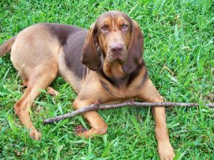 Black and Liver Bloodhound laying on green grass.