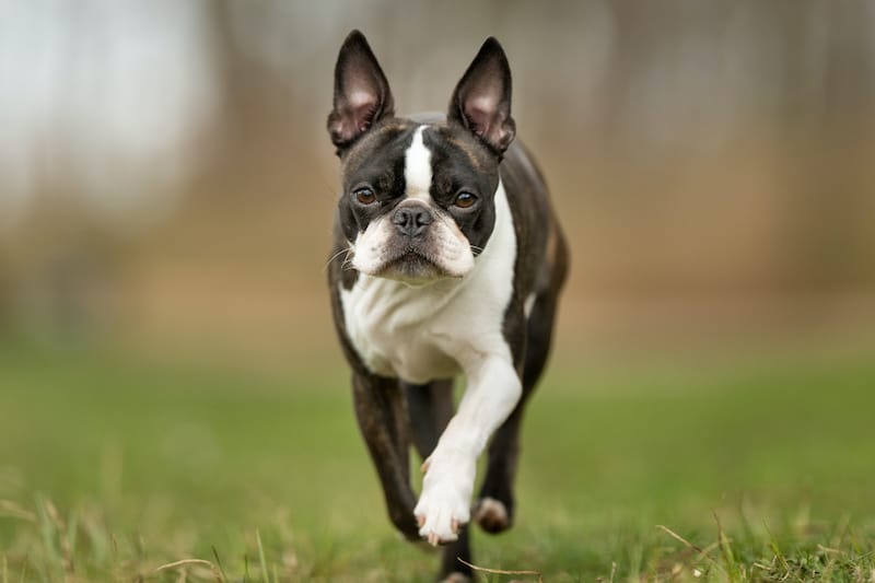 Purebred Boston Terrier outdoors in the nature on a sunny day.