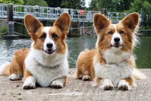 Two red and white Cardi dogs sitting side by side on walkway with water in background.