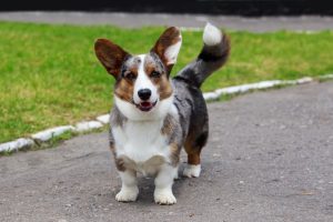 Welsh Corgi Cardigan puppy dog outside with tail wagging.