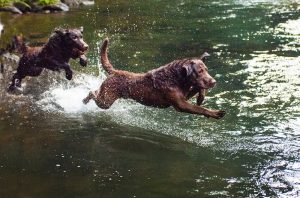 Two Chessie dogs playing in the water