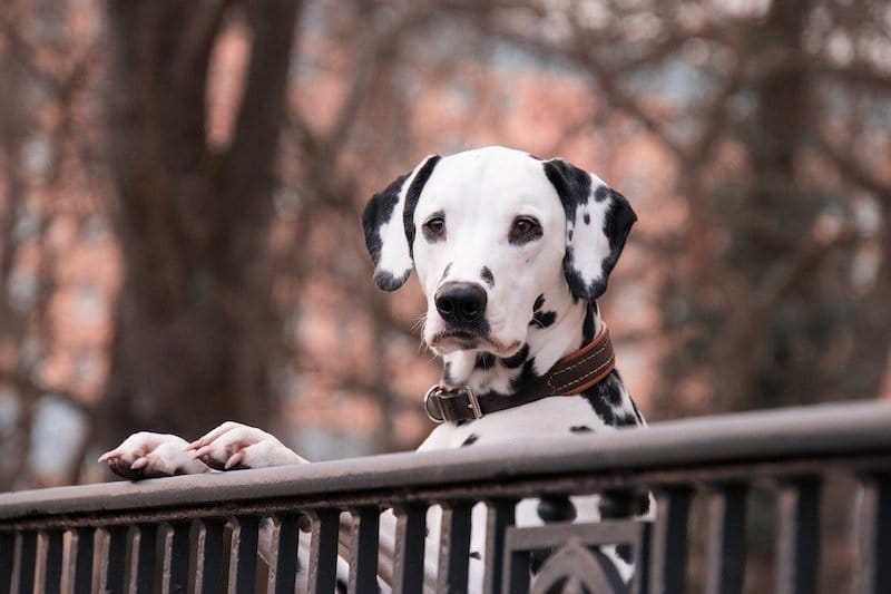 Dalmatian dog breed standing upright against a fence in the park.