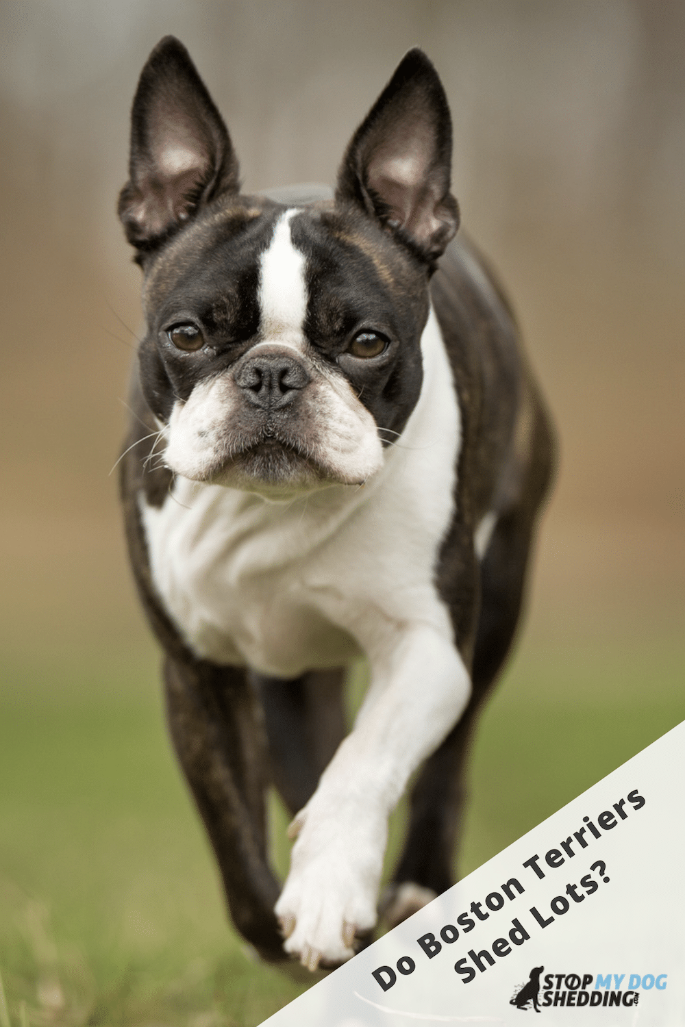 Do Boston Terriers Shed? (What to Expect)