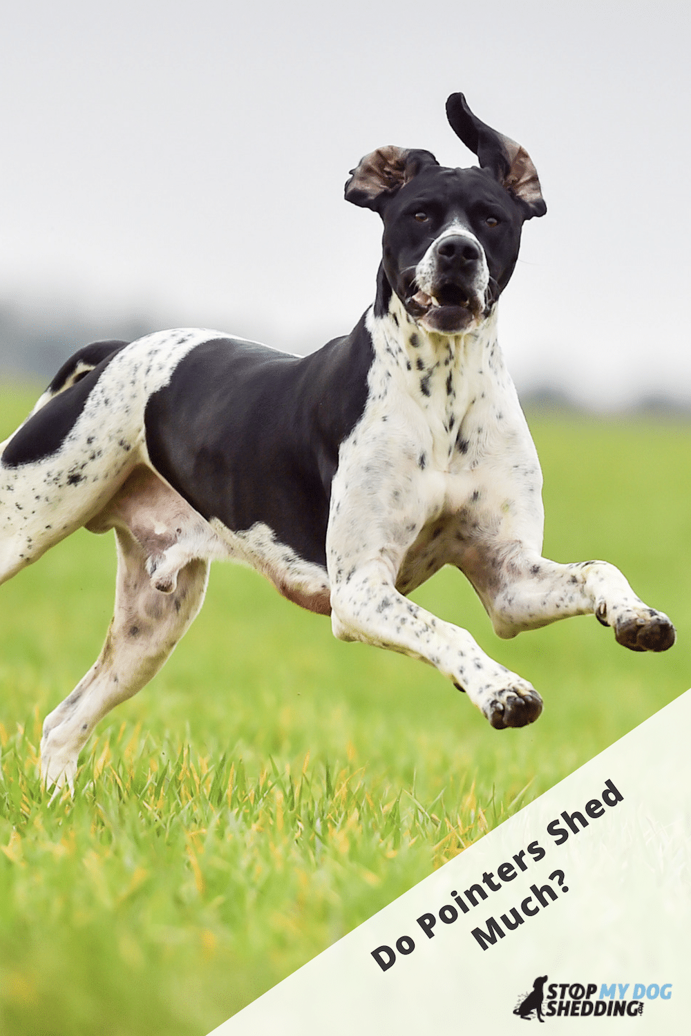Do Pointers Shed Lots? (Guide to Pointer Shedding)