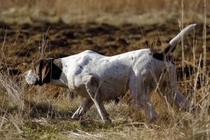 German Shorthaired Pointer pointing at prey while hunting.