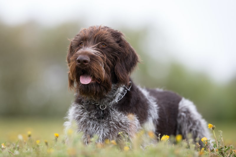 A purebred German Wirehaired Pointer dog without leash outdoors in the nature on a sunny day.
