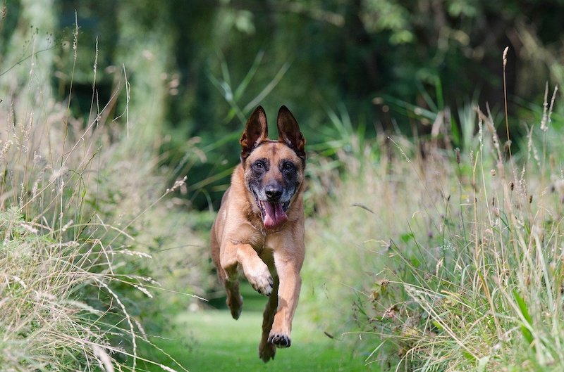 Malinoi Dog running on green grass.