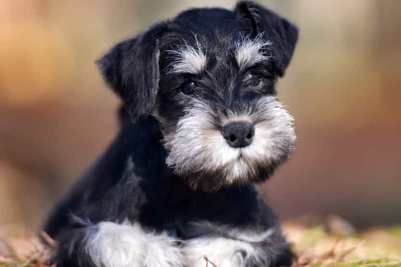Miniature Schnauzer dog breed