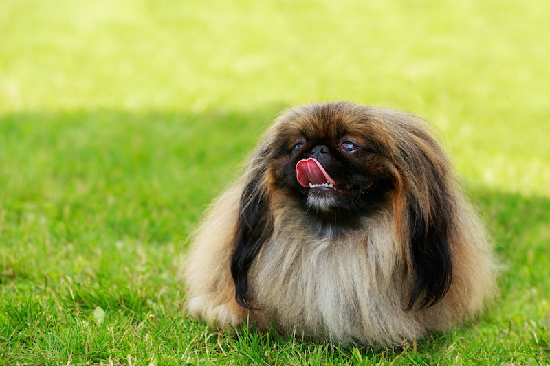 Dog breed pekingese on the green grass