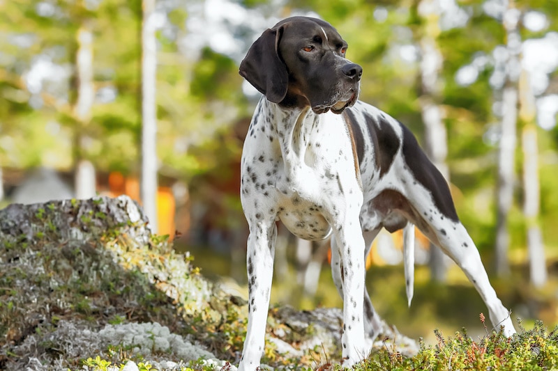 Adult Pointer dog breed standing in woods.
