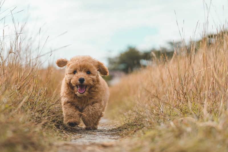 Brown poodle puppy dog running on the grass