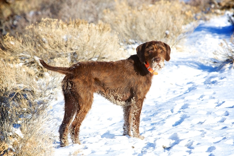 Brown Pudelpointer dog breed standing on snow covered grass.