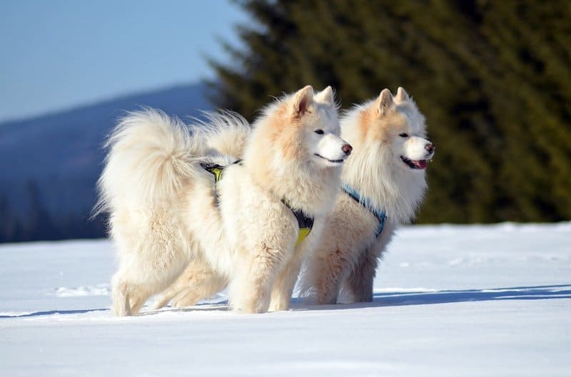 Two Samoyed dogs standing side-by-side in the snow.