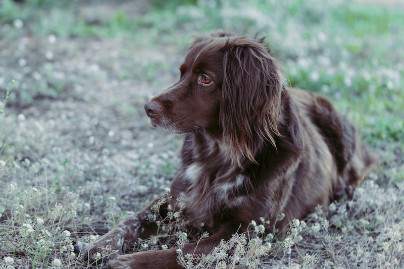 Close-up of a Small Munsterlander Pointer with a brown coat laying down outside.