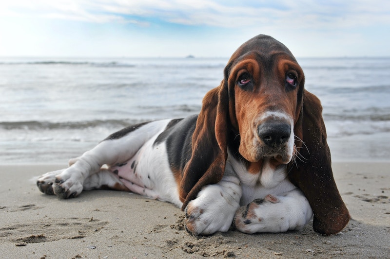 Basset Hound dog laying on sandy beach.