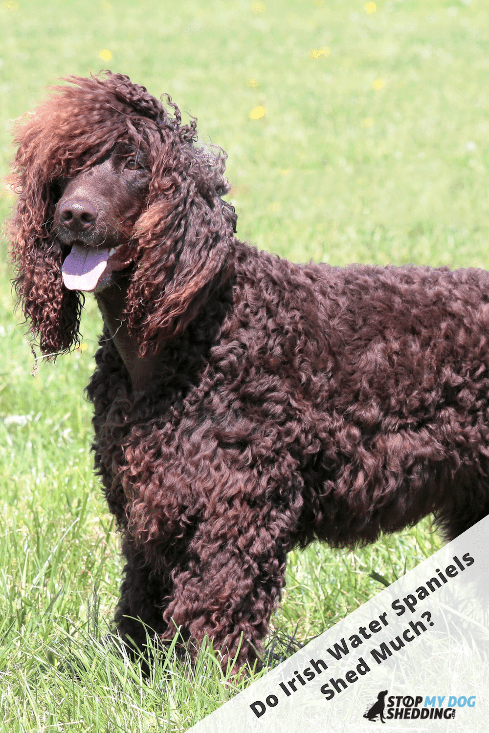 Irish Water Spaniel Shedding (All You Need to Know)