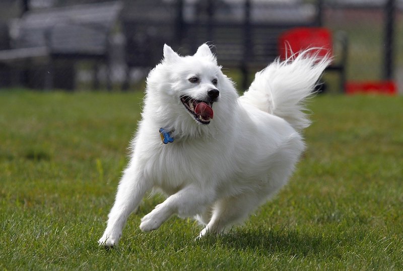 White Eskie dog breed running on grass.