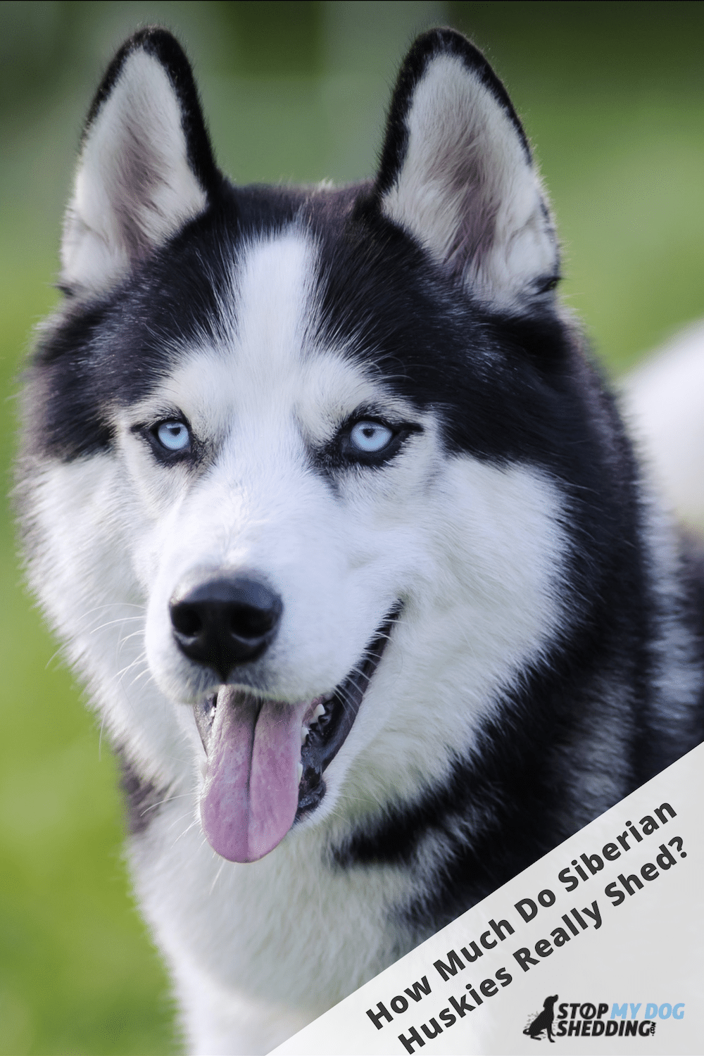 Do Siberian Huskies Shed Lots? (Shedding Guide)