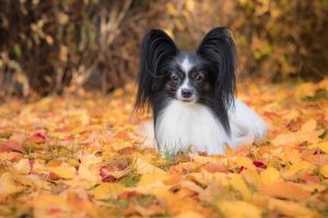 Papillon dog laying down with a frontal view illustrating how their ears are butterfly-like in appearance.